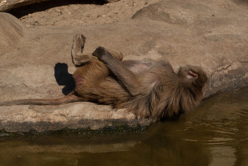 SONY DSC © SimonQbala