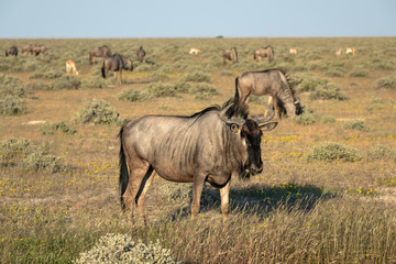 Obraz premium Close up of a wildebeest with a mixed herd of wildebeest and impala in the background. Image taken in Etosha National Park, Namibia.