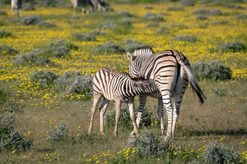 Naklejka premium Mother zebra and nursing foal. Image taken on the Okavango Delta, Botswana.