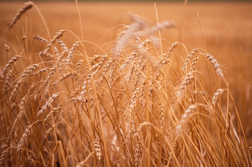 Wheatfield. Ears of golden wheat close up. Beautiful Nature Sunset Landscape. Rural Scenery under Shining Sunlight. Background of ripening ears of a wheat field. Rich harvest Concept. Label art design