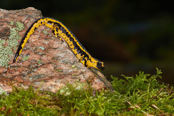 Oviedo Feuersalamander auf einem Felsen