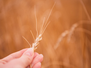 Wheatfield. Ears of golden wheat close up. Beautiful Nature Sunset Landscape. Rural Scenery under Shining Sunlight. Background of ripening ears of a wheat field. Rich harvest Concept. Label art design