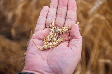 Wheatfield. Ears of golden wheat close up. Beautiful Nature Sunset Landscape. Rural Scenery under Shining Sunlight. Background of ripening ears of a wheat field. Rich harvest Concept. Label art design