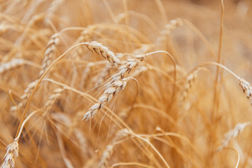 Wheatfield. Ears of golden wheat close up. Beautiful Nature Sunset Landscape. Rural Scenery under Shining Sunlight. Background of ripening ears of a wheat field. Rich harvest Concept. Label art design