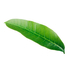 green leaf of mango  isolated on white background