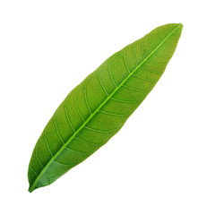 Fototapeta na wymiar green leaf of mango isolated on white background