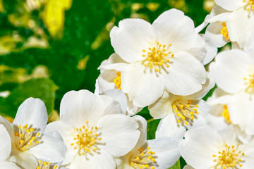 White jasmine The branch delicate spring flowers
