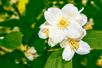 Obraz na płótnie Canvas White jasmine The branch delicate spring flowers