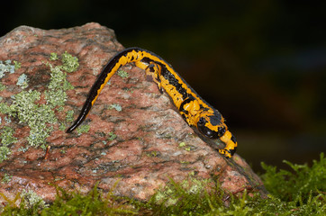 Oviedo Feuersalamander auf einem mit Flechten bewachsenen Stein