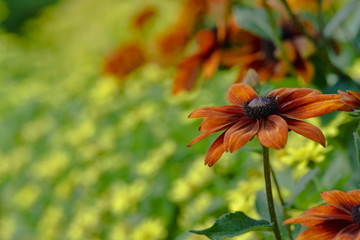 Orange flowers with yellow background in the garden