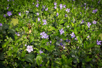 Blue botanical periwinkle plant or vinca minor close up