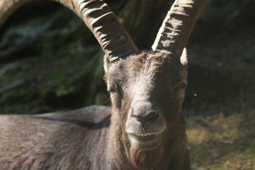 portrait of a capricorn