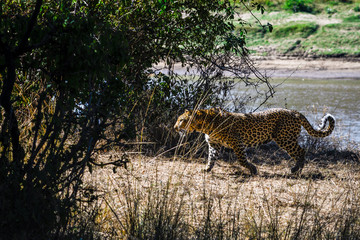 Take a Walk on a Wildside