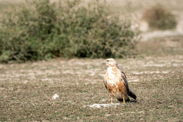 clean image of long legged buzzard or buteo rufinus portrait. He was sitting in open field with a beautiful green background at tal chhapar blackbuck sanctuary, churu, rajasthan, India