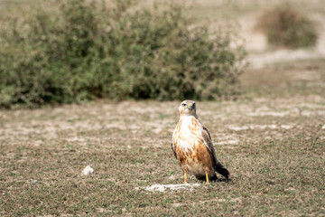 clean image of long legged buzzard or buteo rufinus portrait. He was sitting in open field with a beautiful green background at tal chhapar blackbuck sanctuary, churu, rajasthan, India