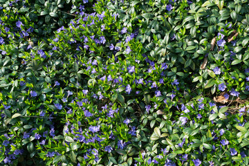 Blue botanical periwinkle plant or vinca minor close up