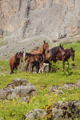 horses on a meadow