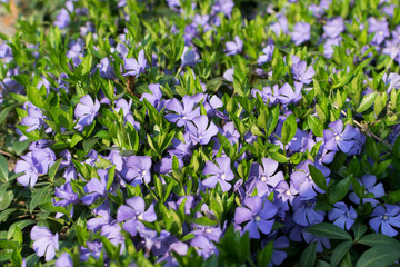 Blue botanical periwinkle plant or vinca minor close up