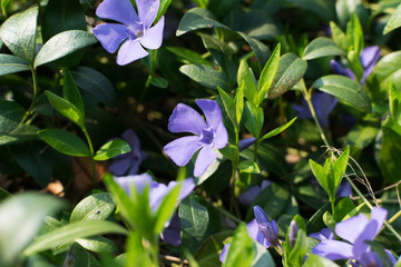 Blue botanical periwinkle plant or vinca minor close up