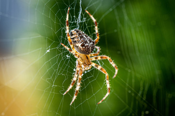 Nahaufnahme einer Kreuzspinne im Spinnennetz