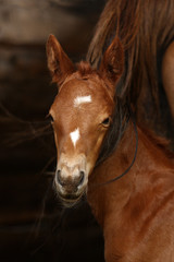 Obraz premium süßes fuchsfarbenes Fohlen von Quaterback