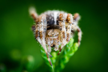 Nahaufnahme einer Kreuzspinne