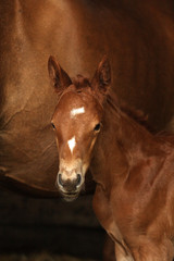 Pferd süßes fuchsfarbenes Fohlen von Quaterback mit hübschen Abzeichen vor seiner fuchsfarbenen Mutter 