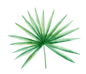 Coconut palm leaf hand drawn watercolor raster illustration