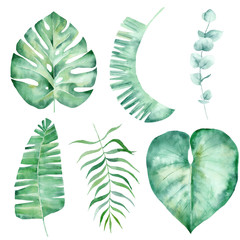 Jungle foliage hand drawn watercolor raster illustration set
