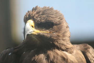 portrait of an eagle