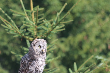 great horned owl