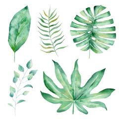 Tropical leaves hand drawn watercolor raster illustration set