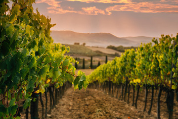 Naklejka premium Beautiful sunset over vineyards.