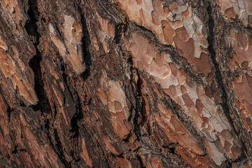 Brown orange pine bark in the sunlight