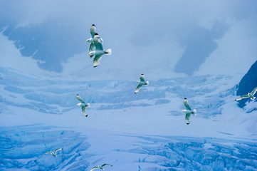 Naklejka na ściany i meble Seagulls flying in front of a glacier in the Arctic Ocean, Hornsund, Norway