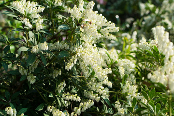 Pieris formosa, andromedas, fetterbushes or Pieris japonica