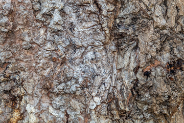 Closeup Tree Bark Texture For Background or Overlay