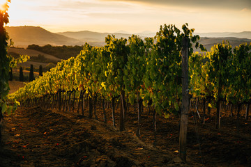 Fototapeta premium Beautiful sunset over vineyards.