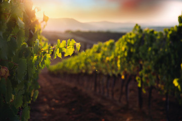 Fototapeta premium Beautiful sunset over vineyards.