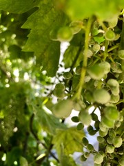 Fototapeta na wymiar Green grapes growing on the vine