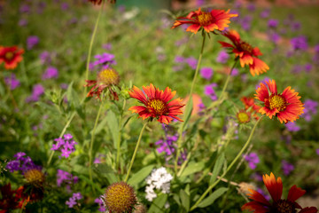 Indian Blanket flower