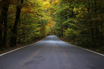 road in the forest in autumn.