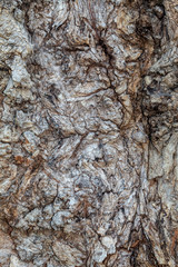 Closeup Tree Bark Texture For Background or Overlay