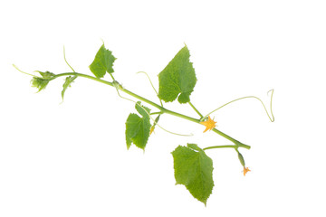Fototapeta premium green twig of cucumber with leaves isolated on white background
