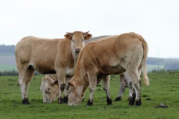 Fototapeta premium Fabrique Imagique