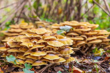 mushrooms honey agaric in the autumn forest