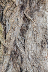 Closeup Tree Bark Texture For Background or Overlay