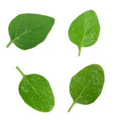 Fototapeta na wymiar set of oregano leaves isolated on white background
