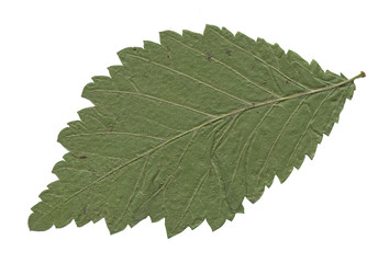 Isolated dried herbal for decoration. Summer leave and flower on the white background. Clip art.