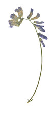 Isolated dried herbal for decoration. Summer leave and flower on the white background. Clip art.